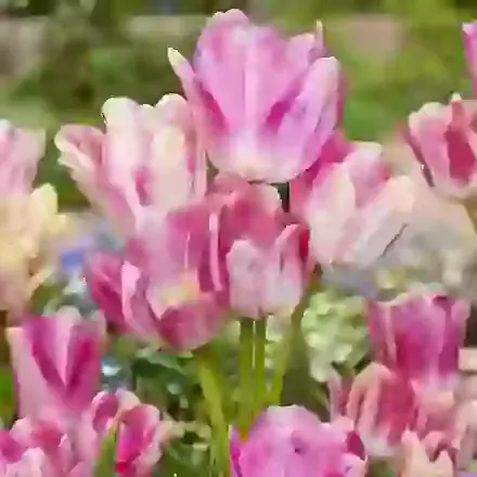 Multi Flowering Tulips